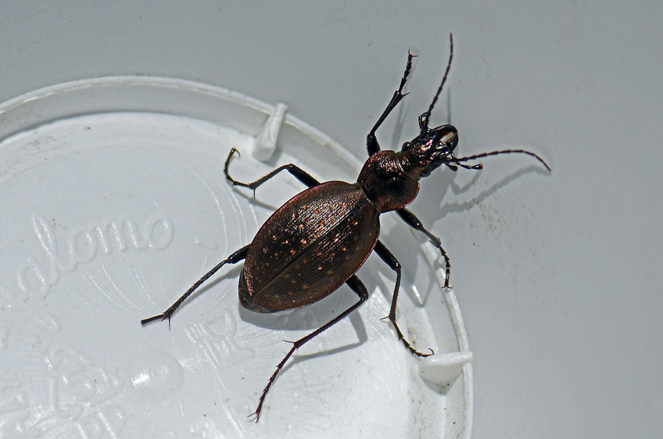 Carabidae ... Sp? Carabus creutzeri kircheri